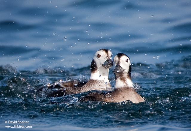 Long-tailed Duck