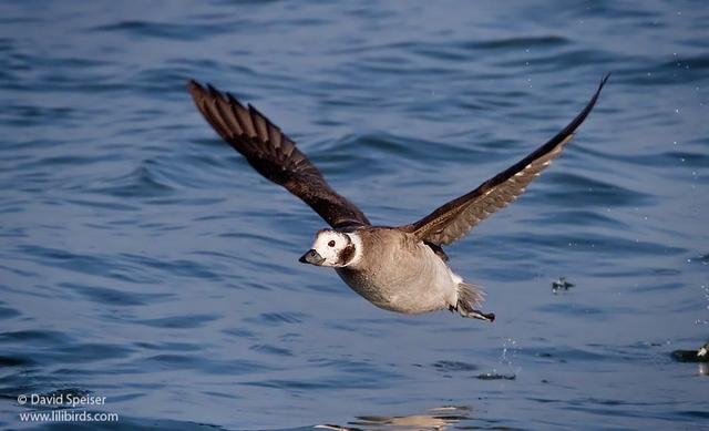 Long-tailed Duck