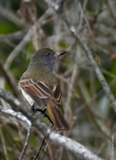 Rufous-tailed Flycatcher