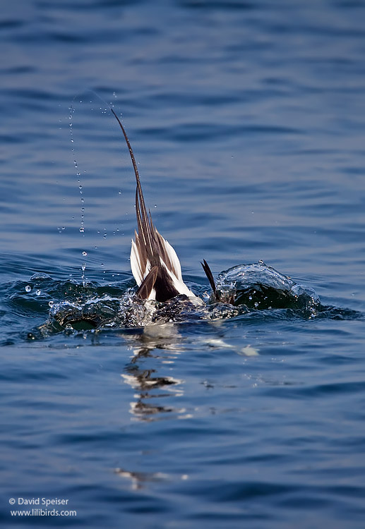 Long-tailed Duck