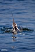 Long-tailed Duck