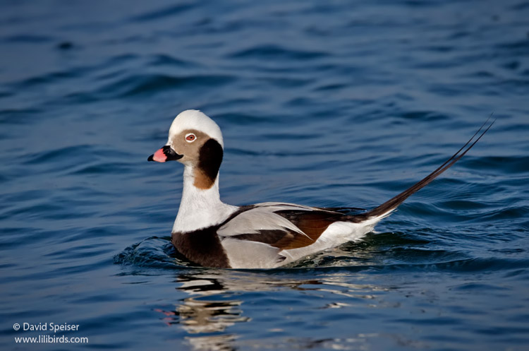 Long-tailed Duck