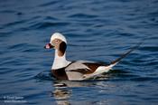 Long-tailed Duck