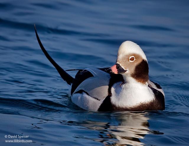 Long-tailed Duck