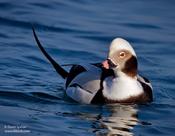 Long-tailed Duck