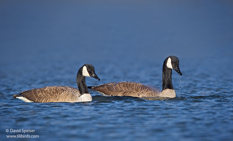 Canada Geese