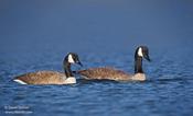 Canada Geese