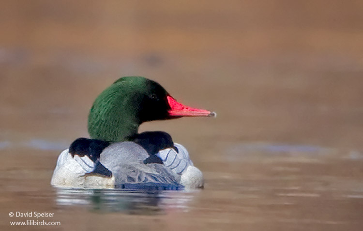 Common Merganser