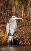 Great-blue Heron