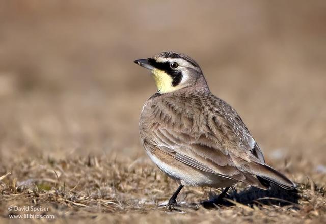 Horned Lark