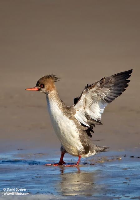 Red-breasted Merganser