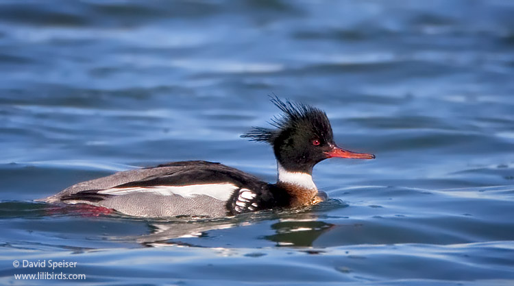 Red-breasted Merganser