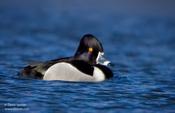 Ring-necked Duck