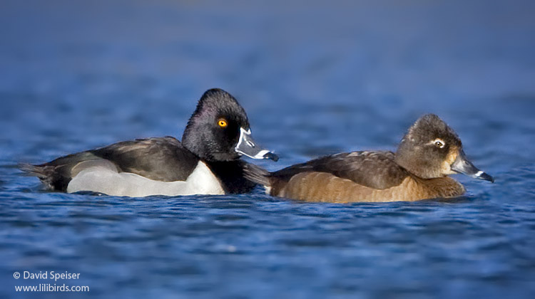 Ring-necked Duck (male & female)