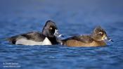 Ring-necked Duck (male & female)