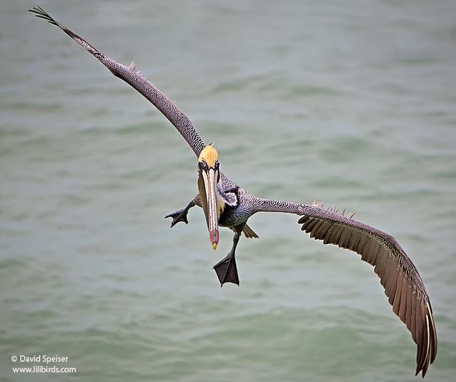 Brown Pelican