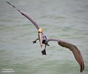 Brown Pelican