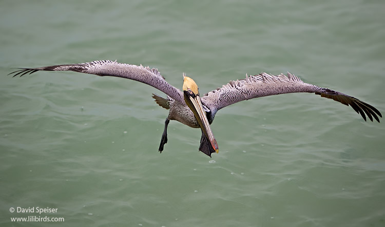 Brown Pelican