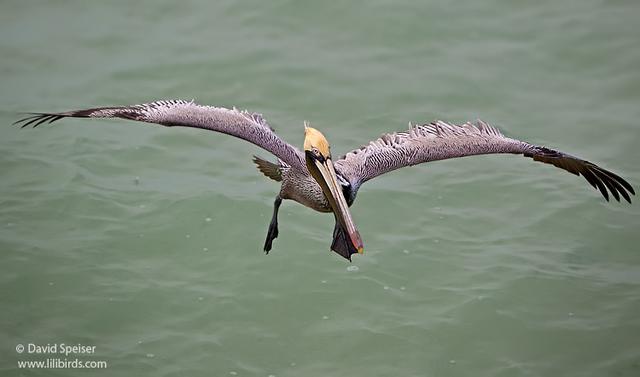 Brown Pelican