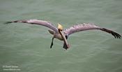 Brown Pelican