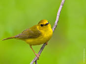 Hooded Warbler (female)