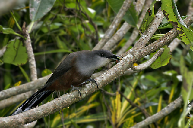 Chestnut-bellied Cuckoo