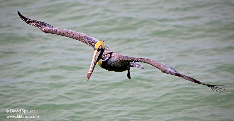 Brown Pelican