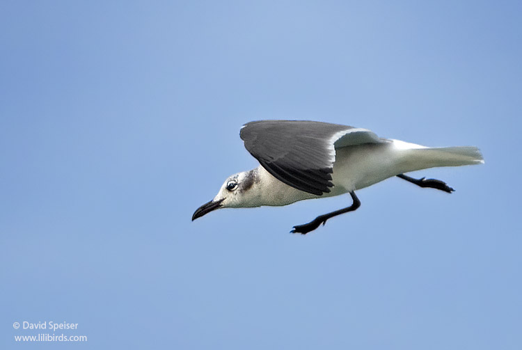 Laughing Gull