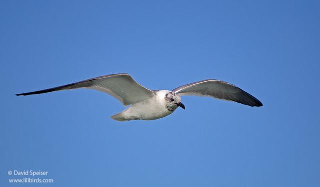 Laughing Gull