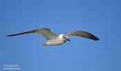 Laughing Gull