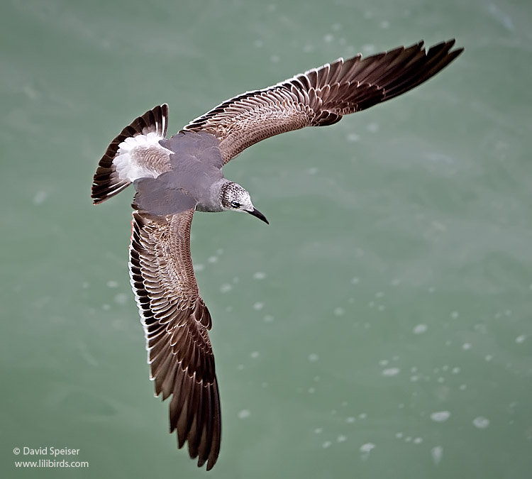 Laughing Gull