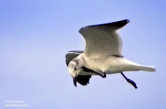 Laughing Gull