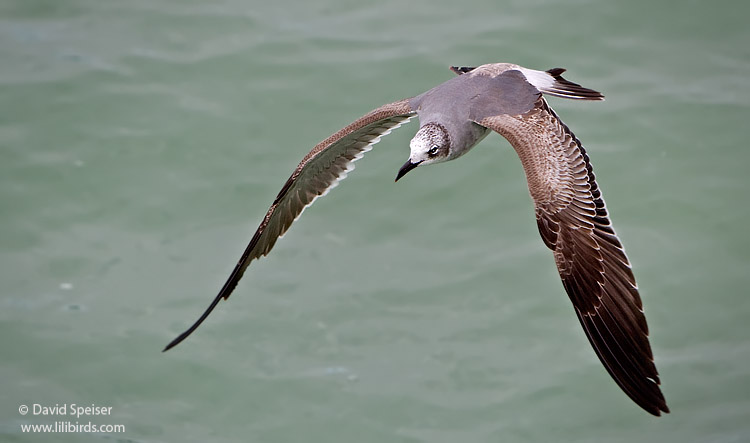 Laughing Gull