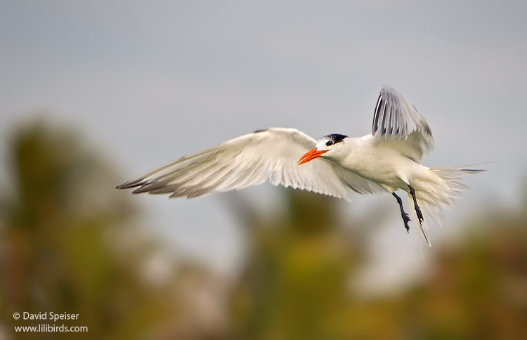 Royal Tern