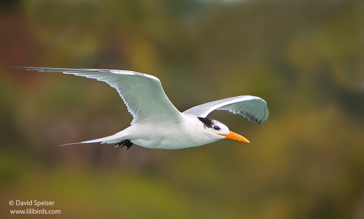 Royal Tern