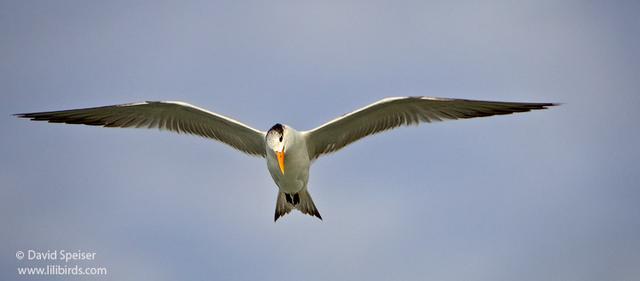 Royal Tern