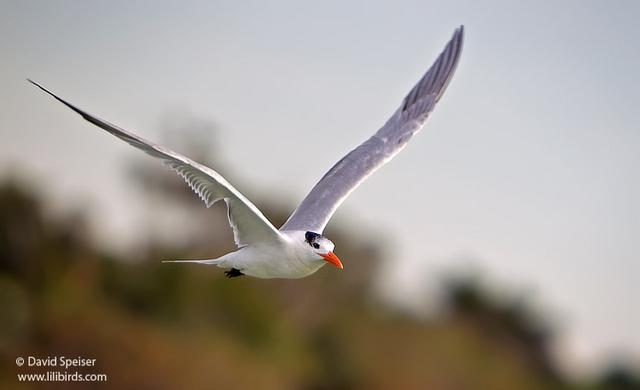 Royal Tern