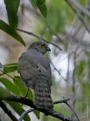 Madagascar Sparrowhawk