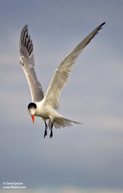 Royal Tern