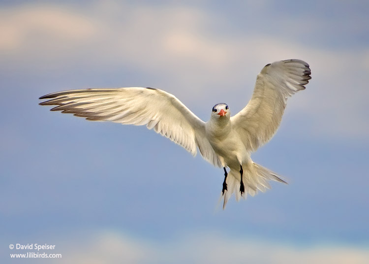 Royal Tern