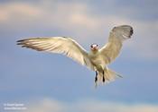 Royal Tern