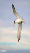 Royal Tern