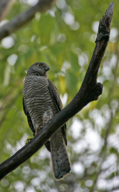 Madagascar Sparrowhawk