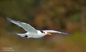 Royal Tern