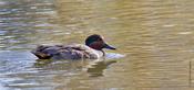 Green-winged Teal