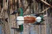 Northern Shoveler