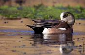 American Wigeon