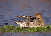 Northern Pintail