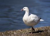 Ross's Goose