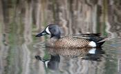 Blue-winged Teal